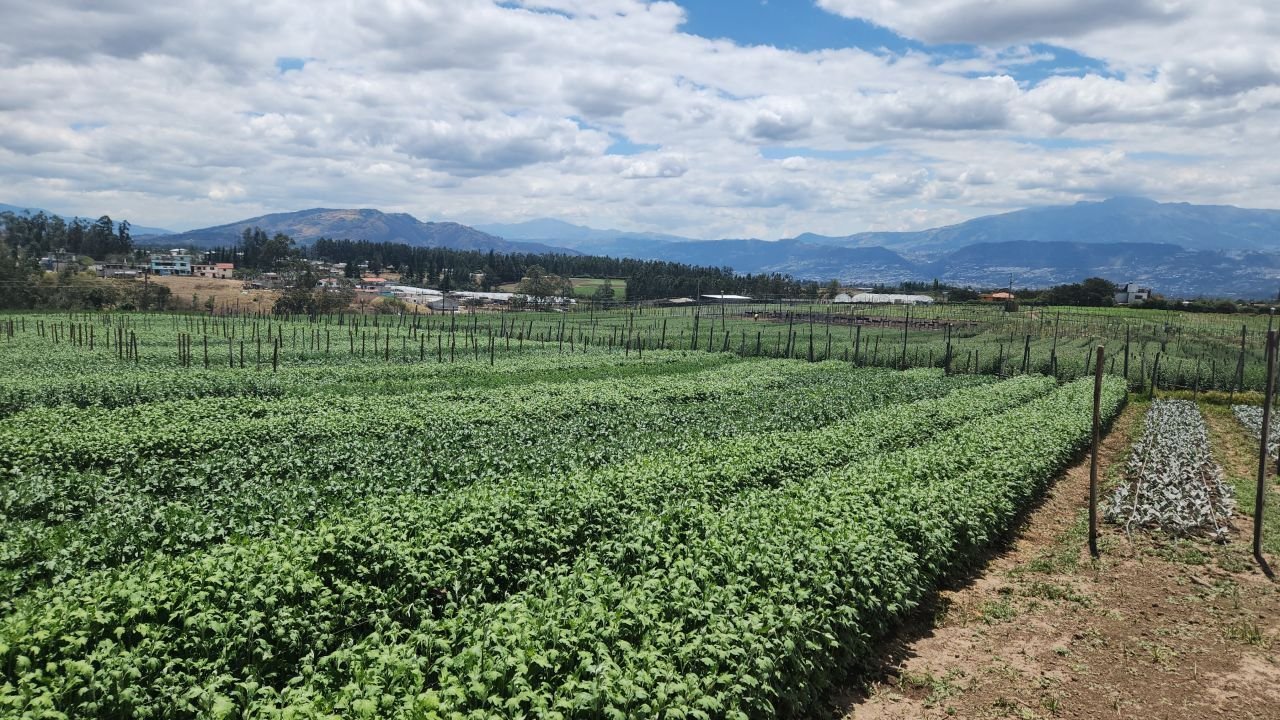 Venta de terreno 8 hectareas planas en Oyambarillo, Yaruqui