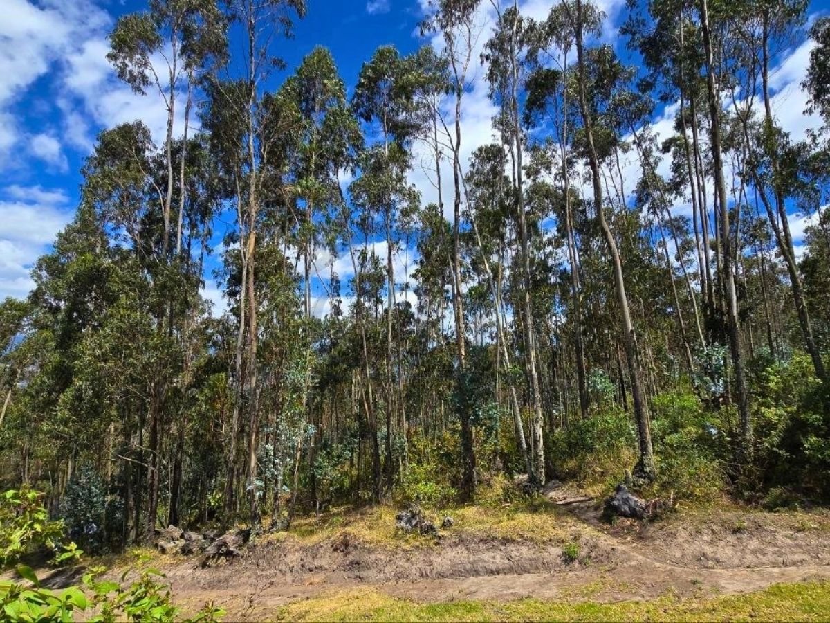 Terreno Boscoso 2 hectareas en Venta | Cotacachi